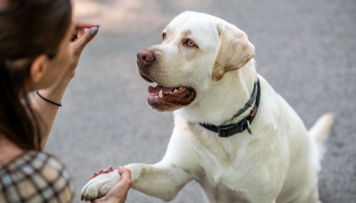 Adestramento de Cães